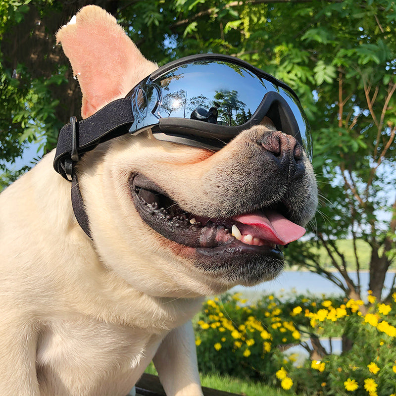 Pet protective sunglasses windproof dog goggles for outdoor use